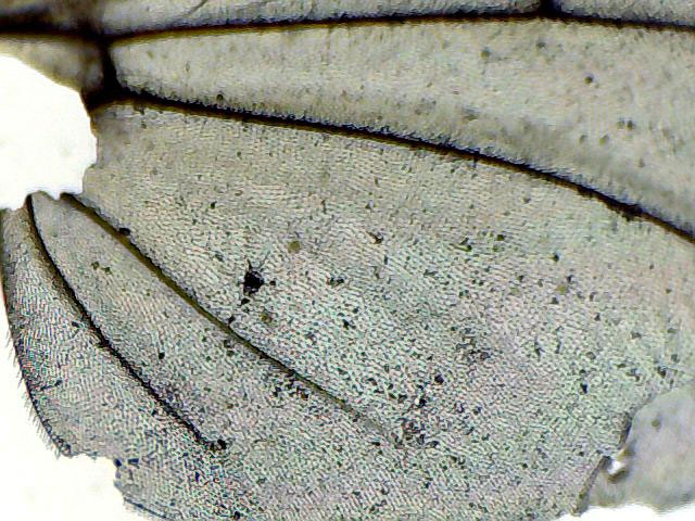 Ala di calliphoridae?